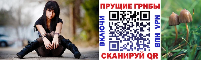 Галлюциногенные грибы Psilocybine cubensis  Николаевск-на-Амуре 